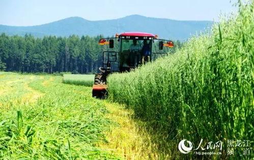黑龙江农场爆料视频最新 第1张 黑龙江农场爆料视频最新 第1张