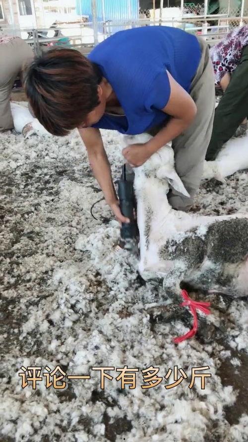 育肥羊爆料视频,揭秘育肥羊幕后爆料视频